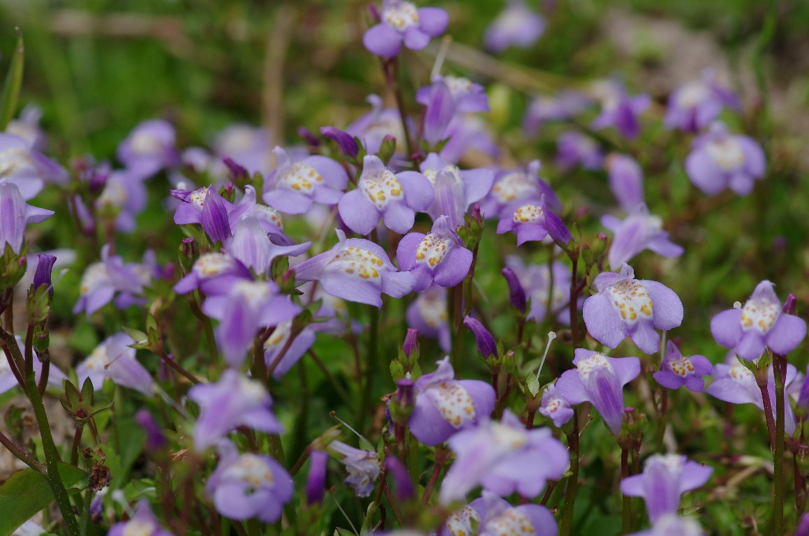 �����T�L�T�M�S�P