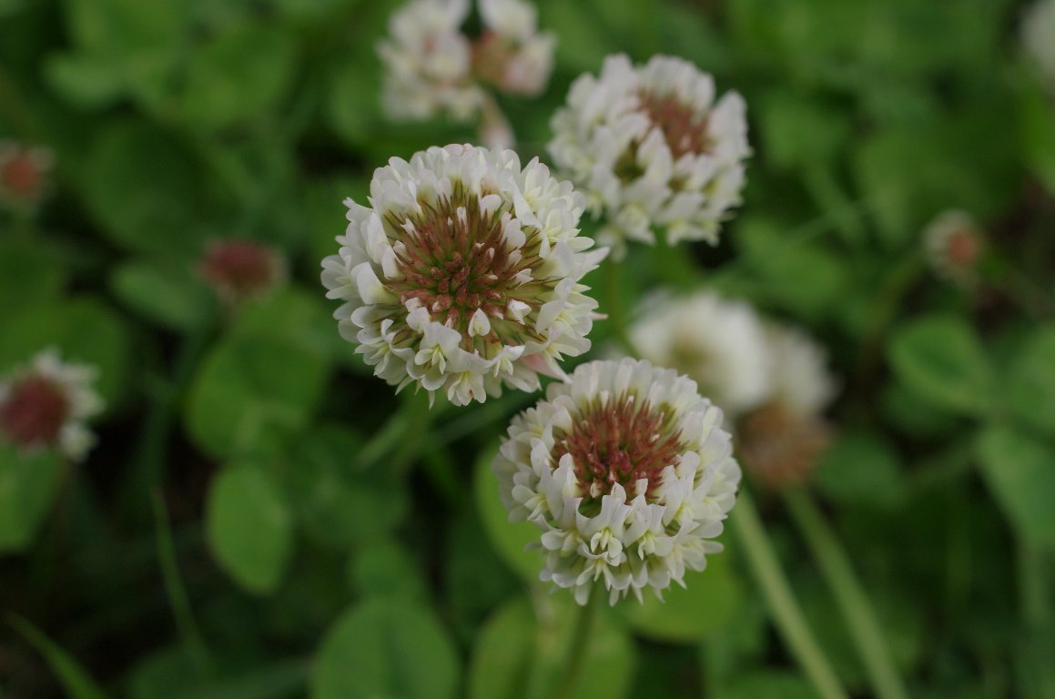 �V���c���N�T