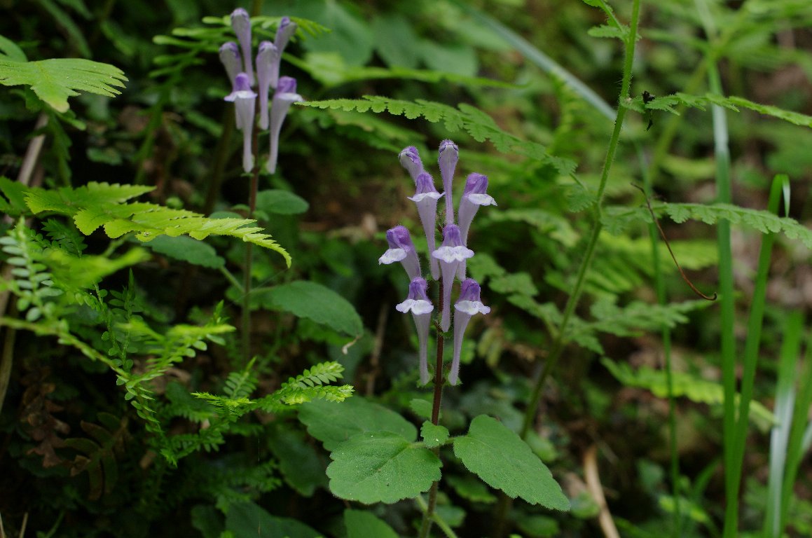 ���}�^�c�i�~�\�E