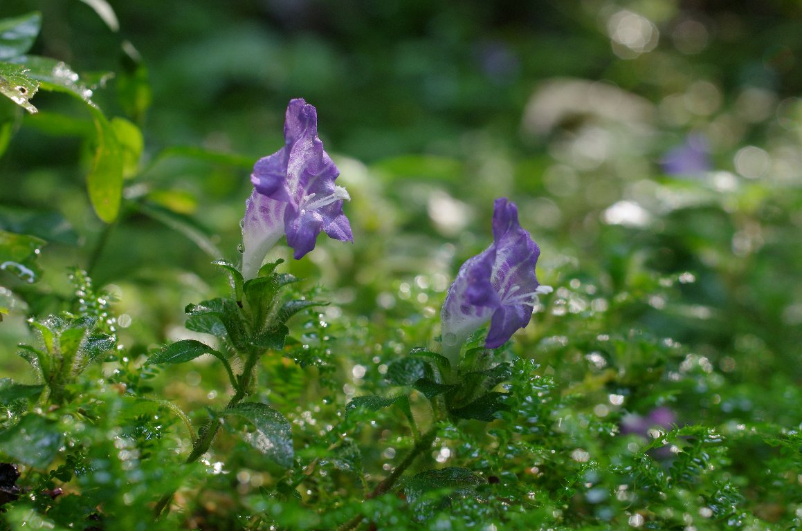 ���L�~�o�i