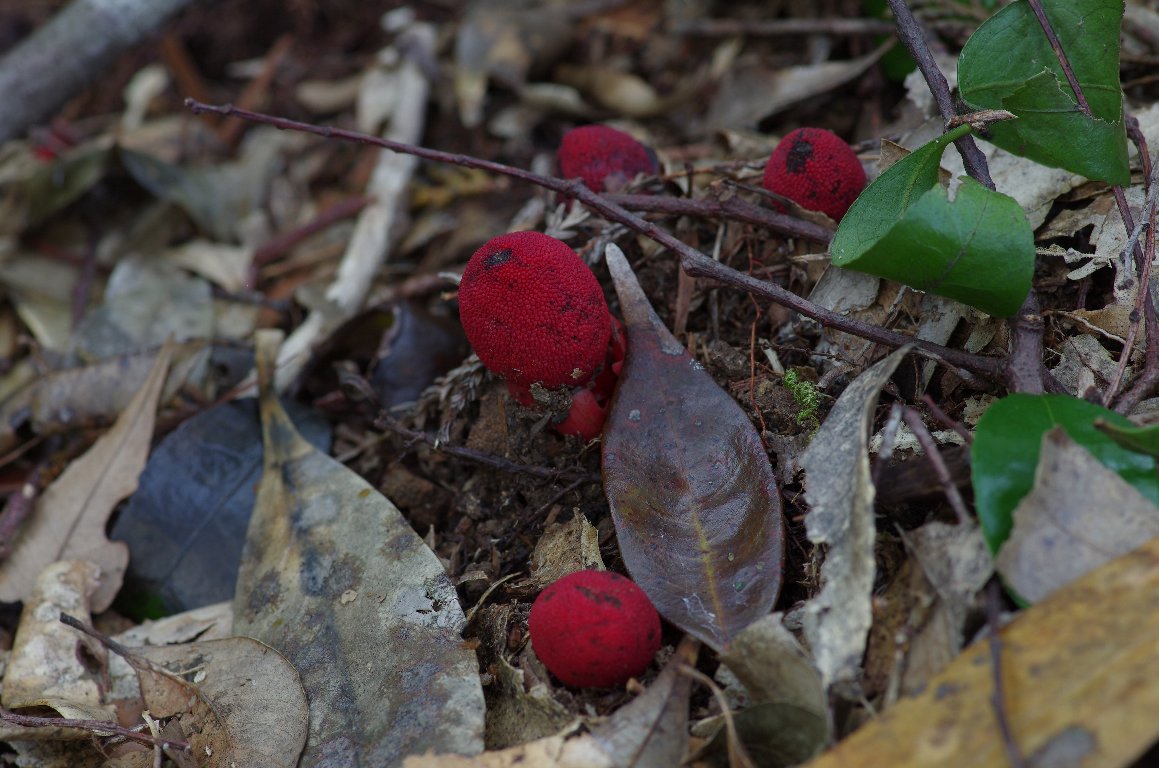 �c�`�g�����`