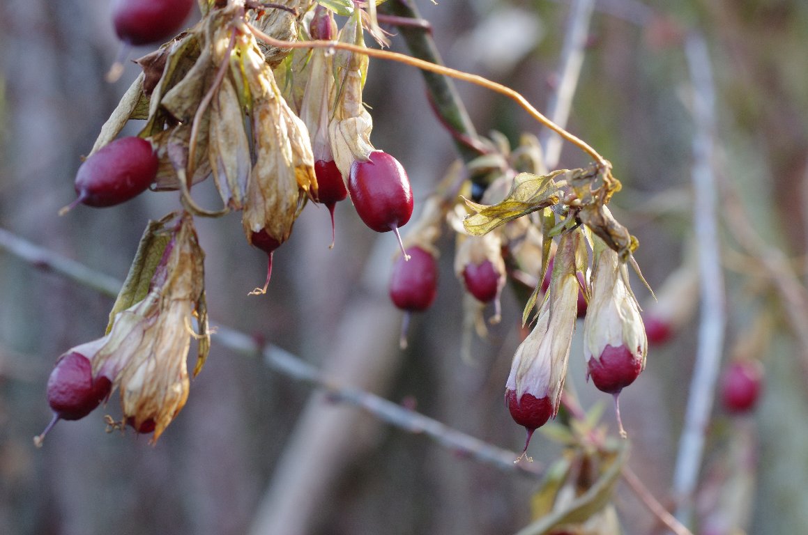 �c�������h�E