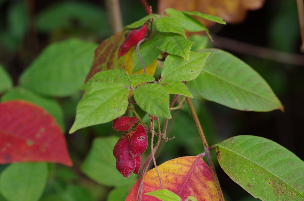 �g�L���}��