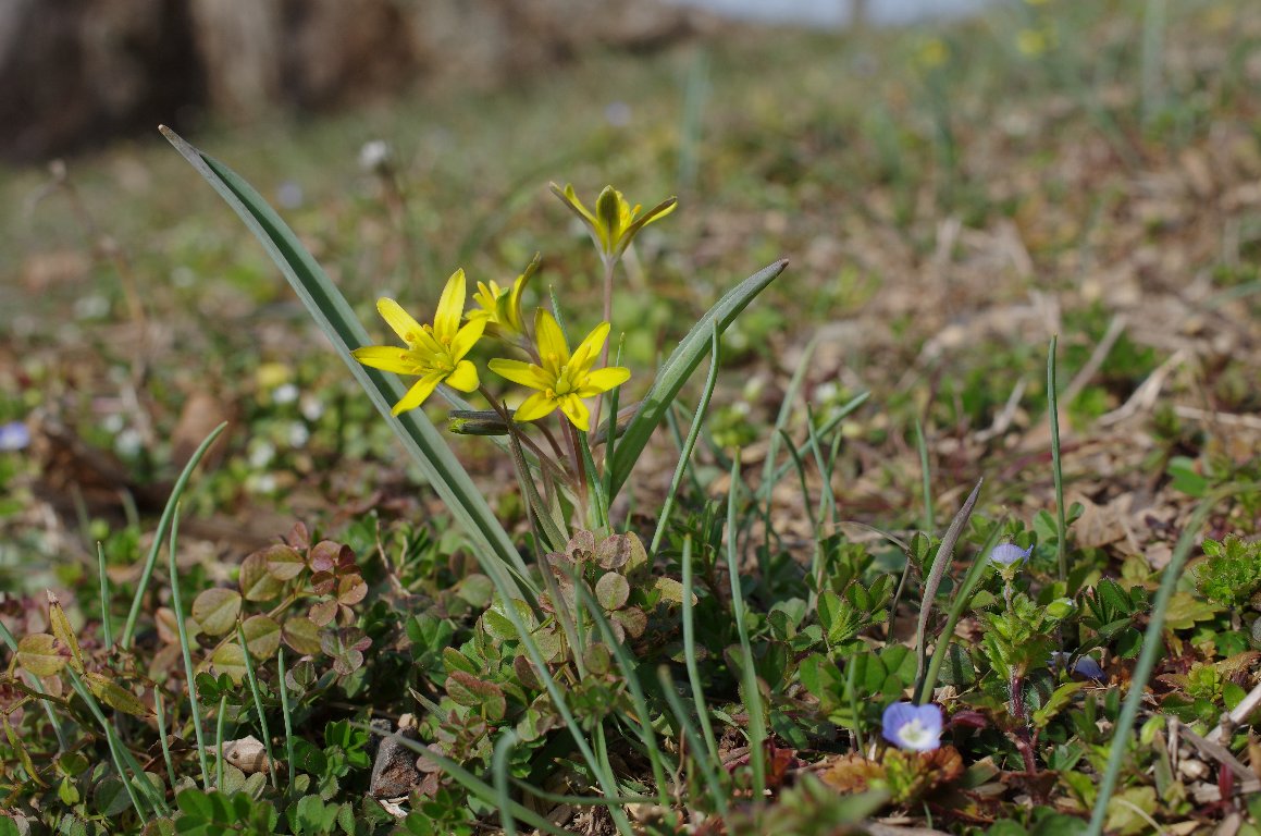 �L�o�i�m�A�}�i