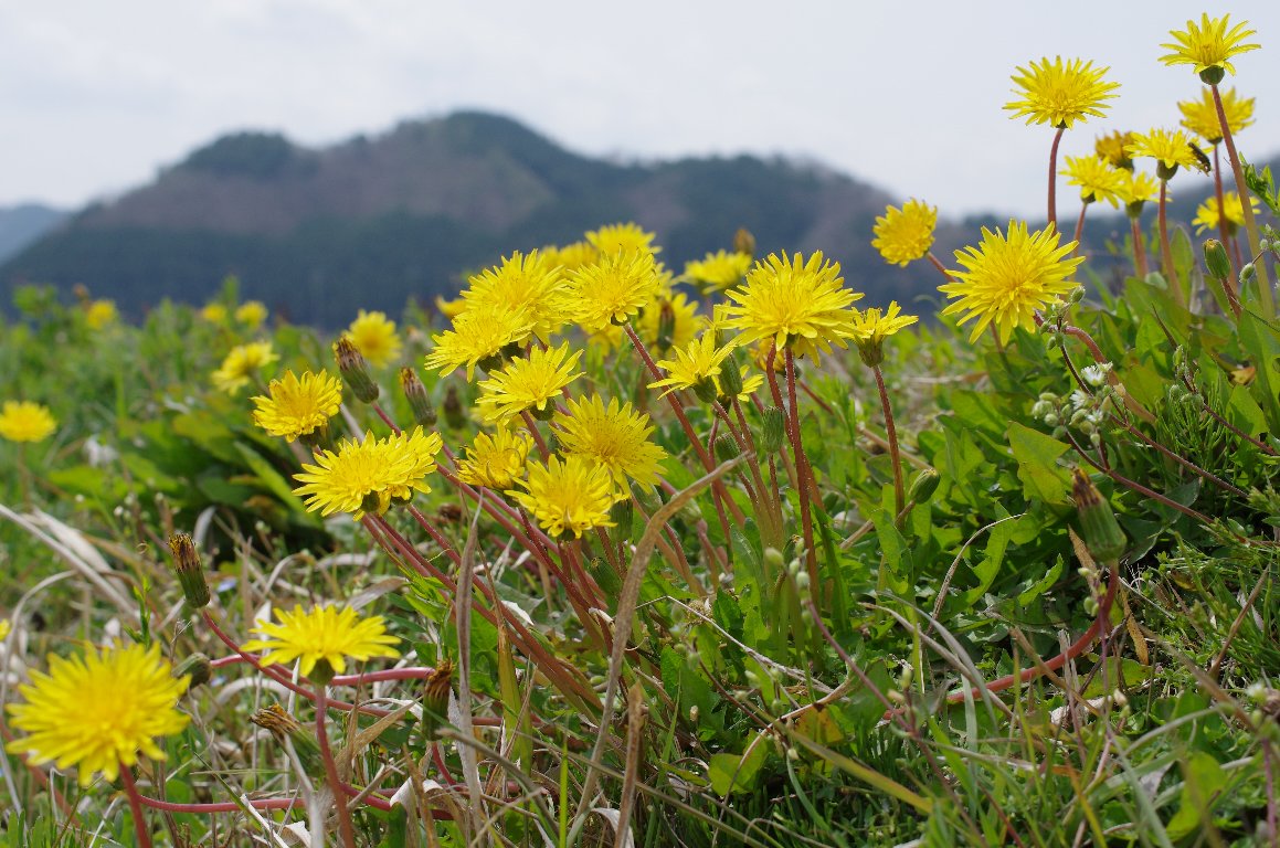 �J���T�C�^���|�|