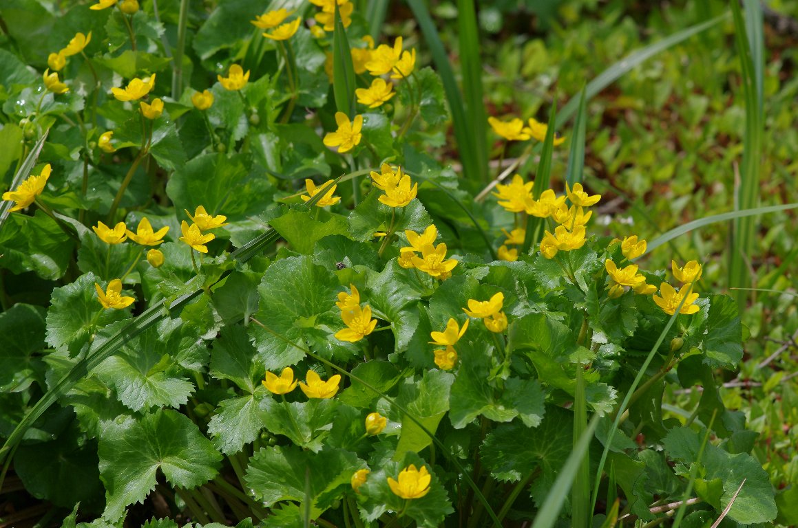 �����E�L���J