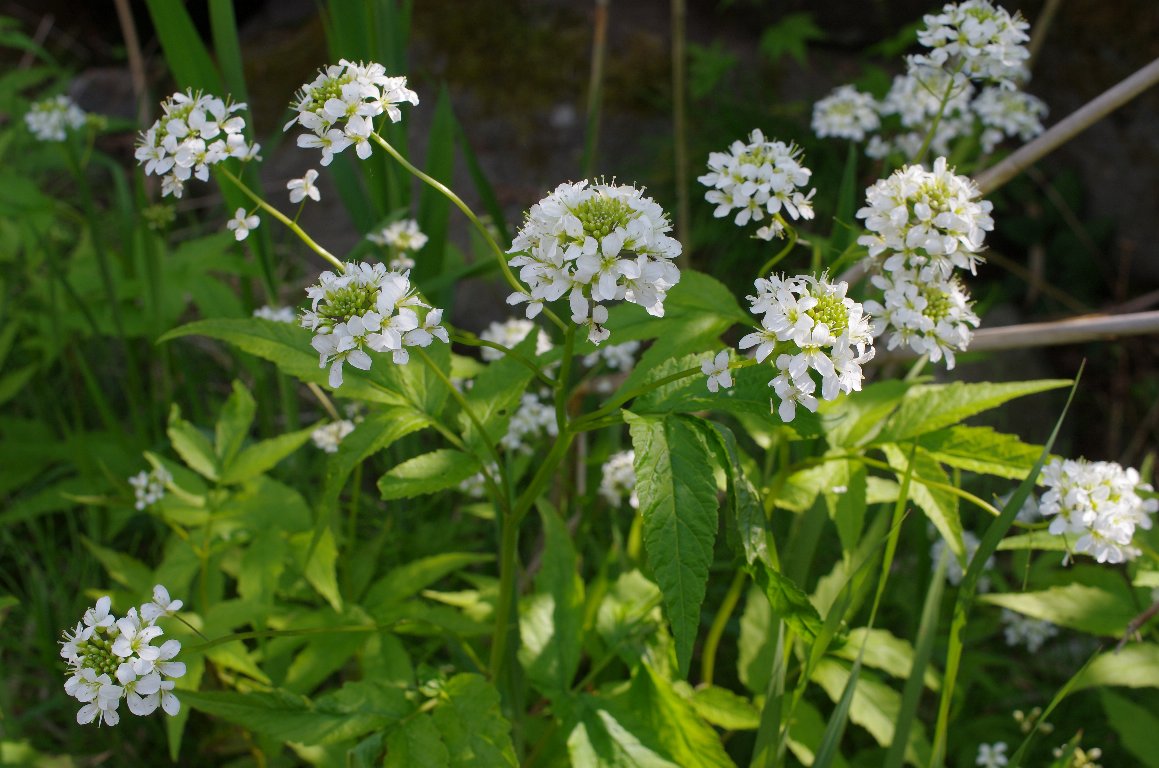 �R�������\�E