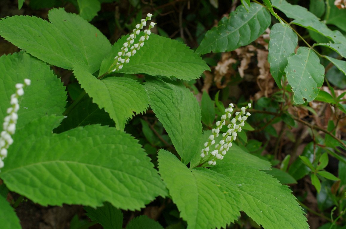 �t�^���V�Y�J