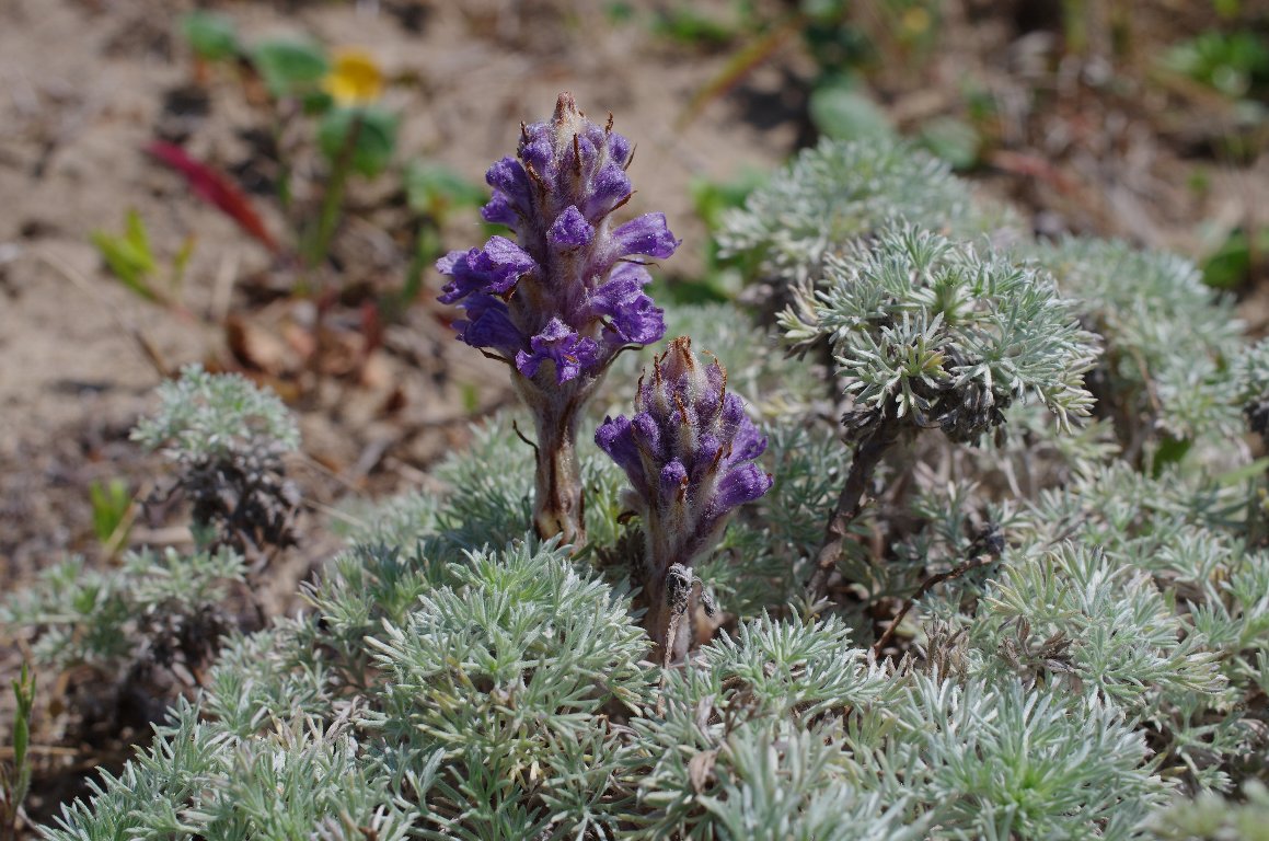 �n�}�E�c�{