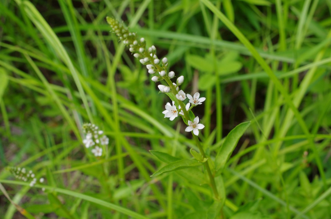 �k�}�g���m�I