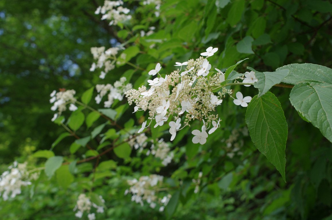 �m���E�c�M