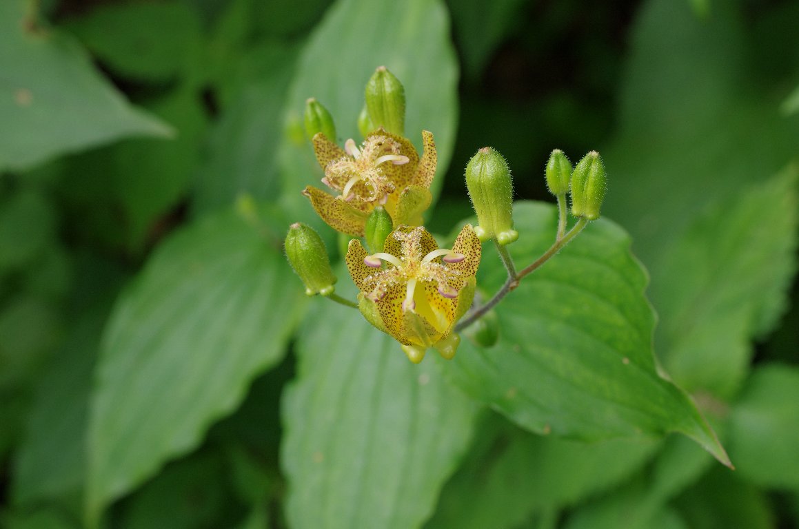 �^�}�K���z�g�g�M�X