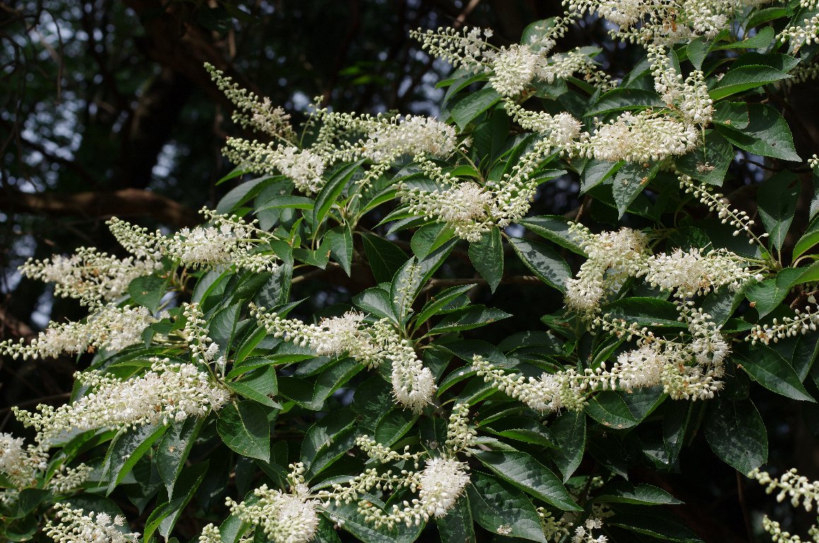 �����E�u