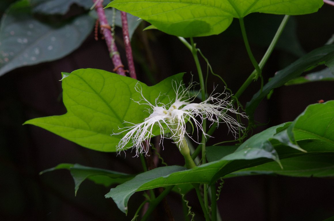 �L�J���X�E��