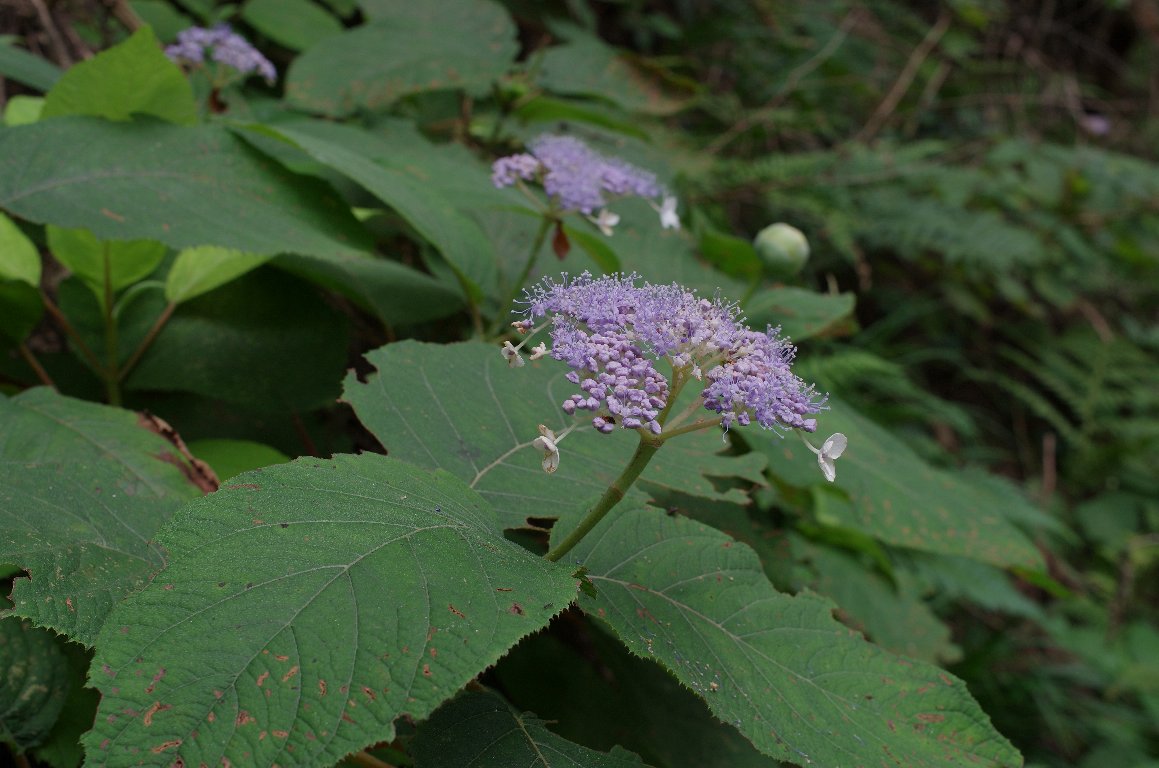 �^�}�A�W�T�C