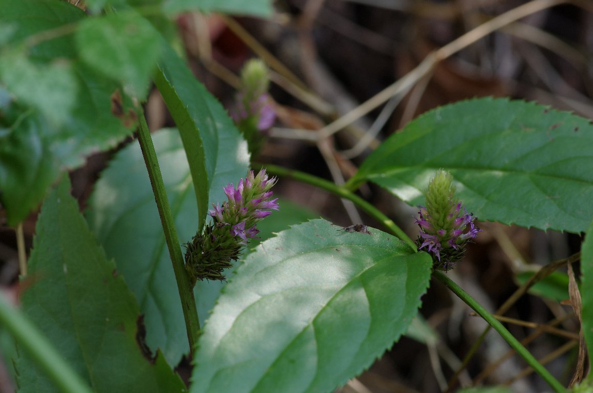 �g���m�I�X�Y�J�P