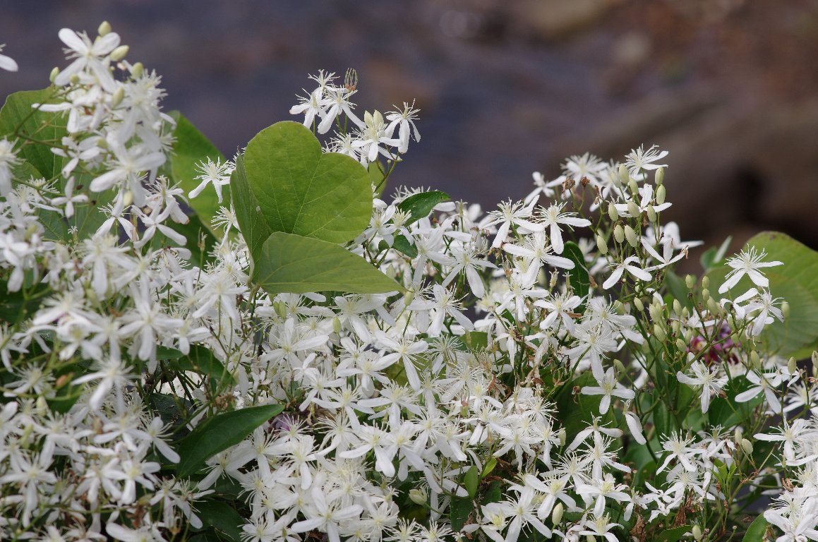 �Z���j���\�E