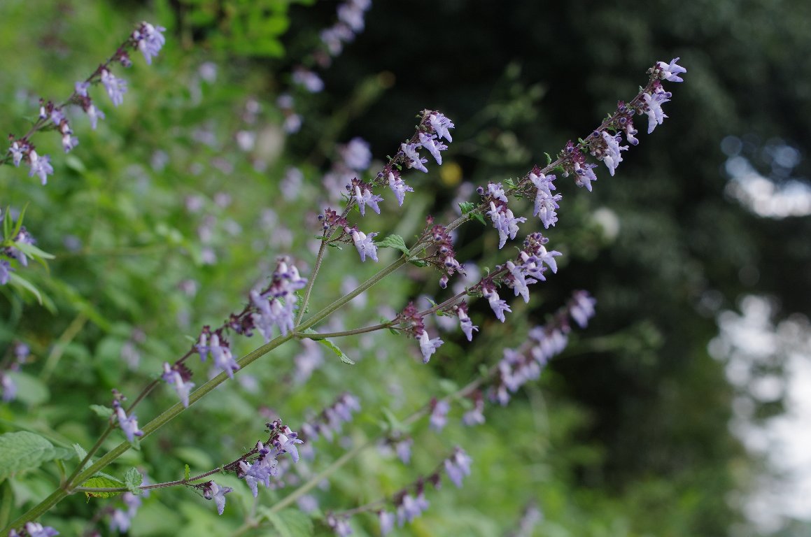 ���}�n�b�J