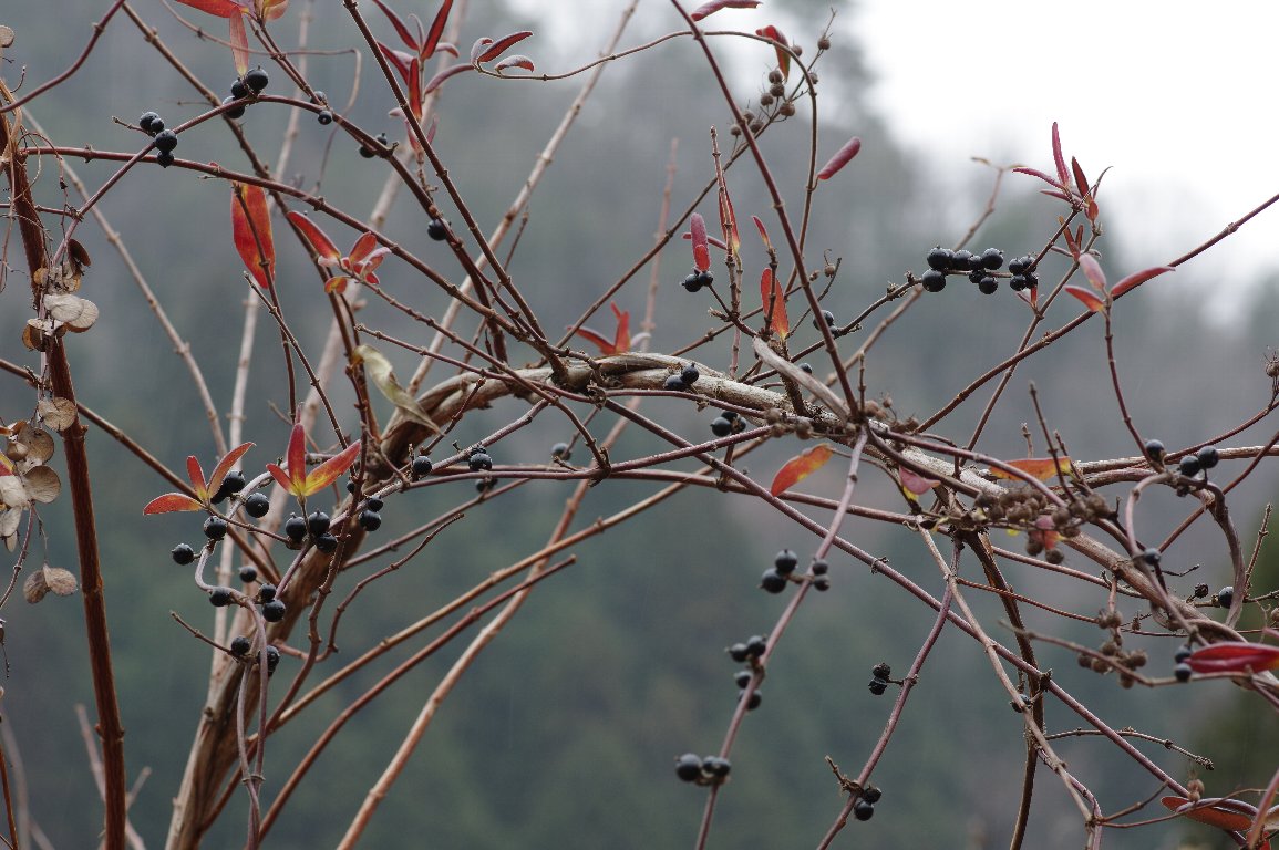 �X�C�J�Y��