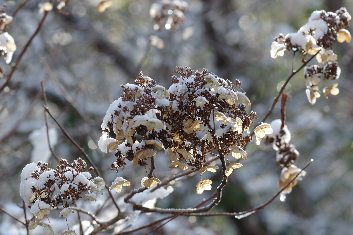 �m���E�c�M