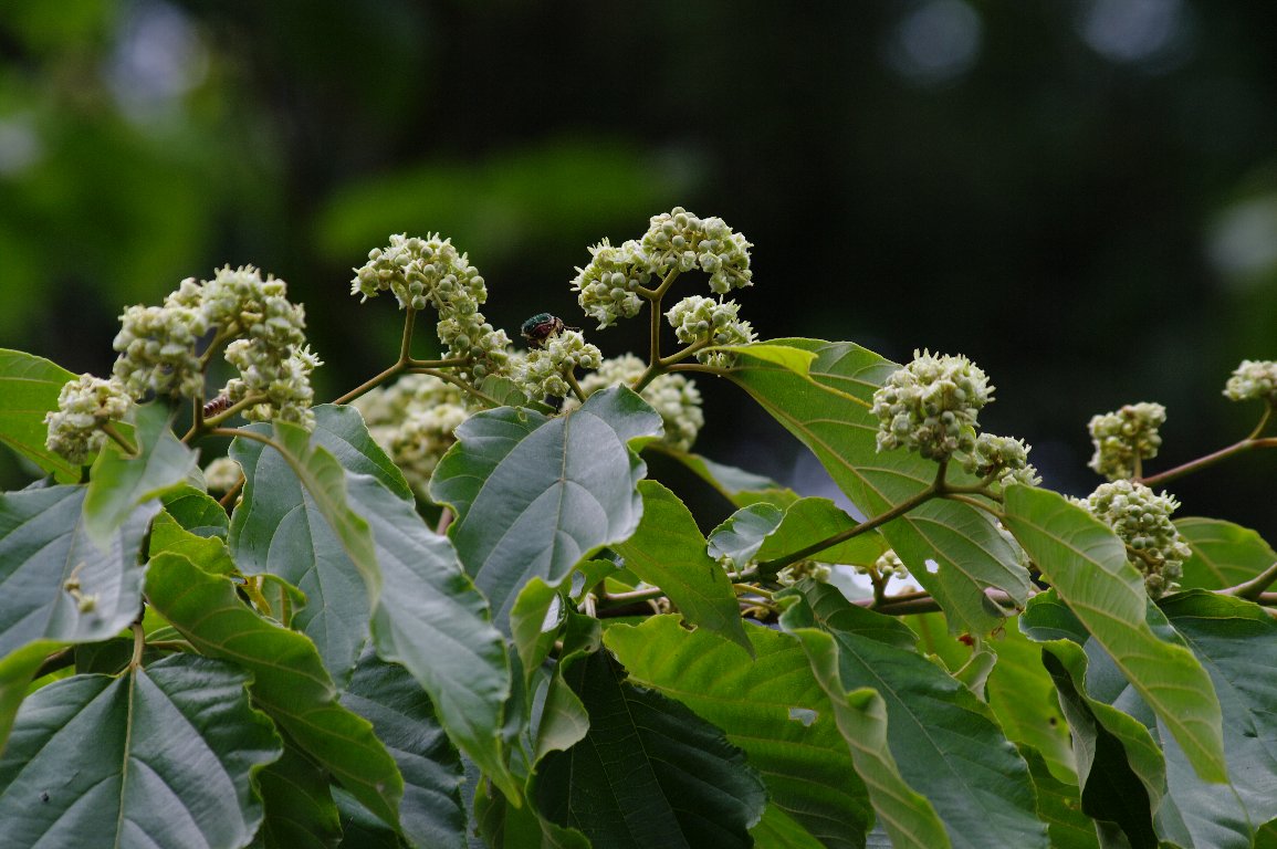 �P���|�i�V