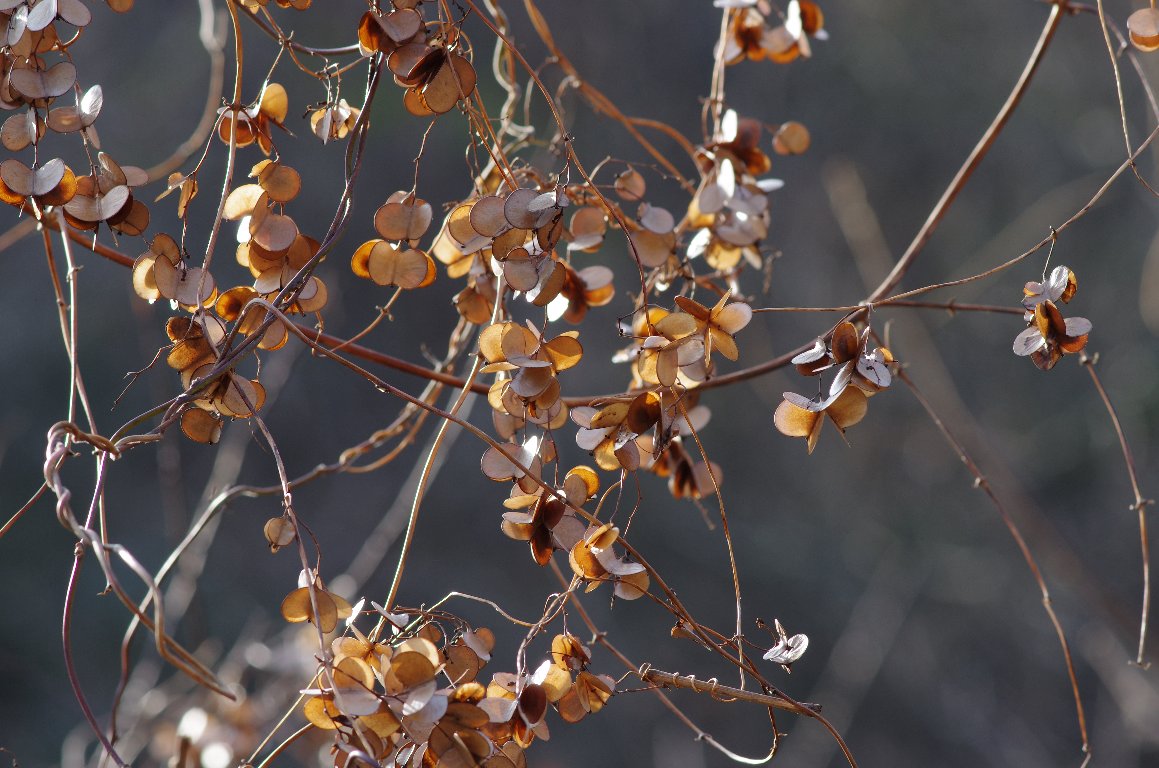 ���}�m�C��