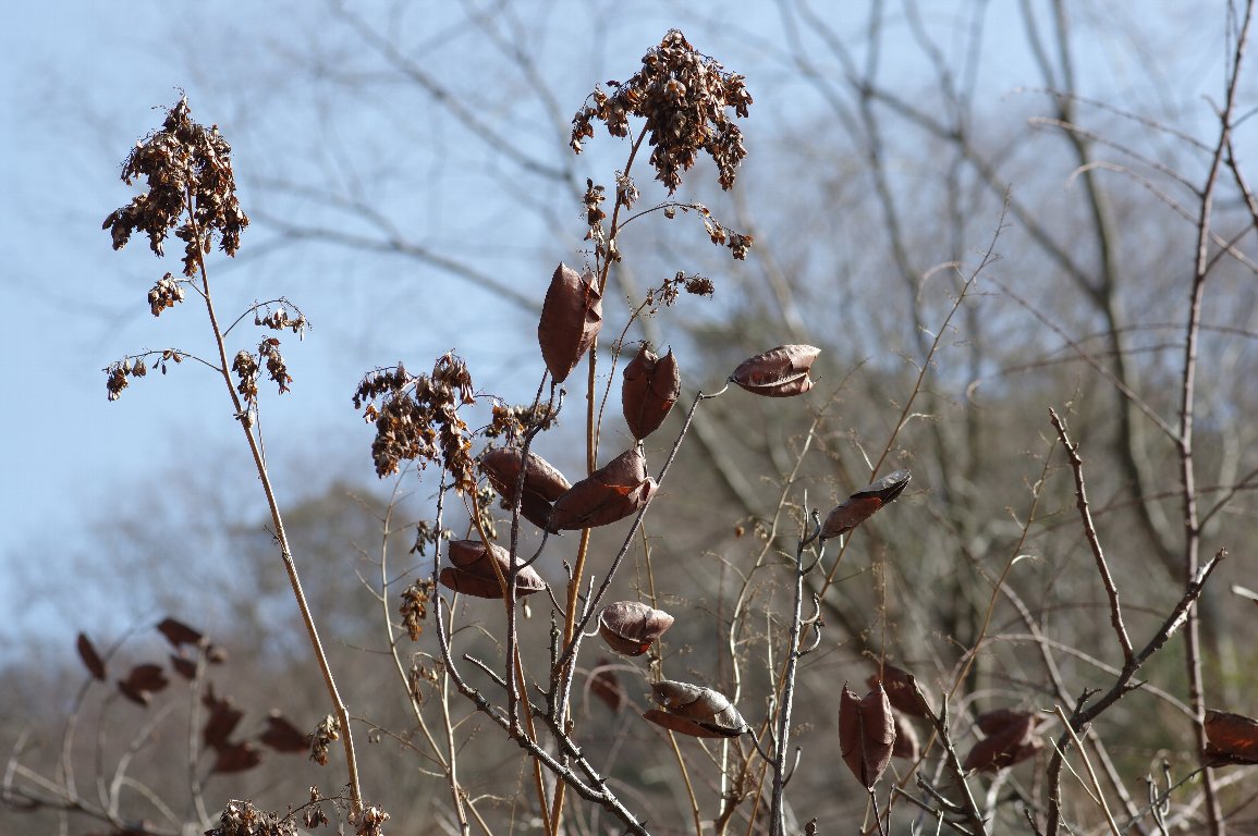 �W���P�c�C�o��