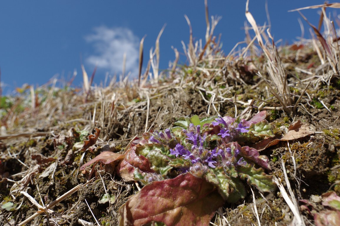 �L�����\�E