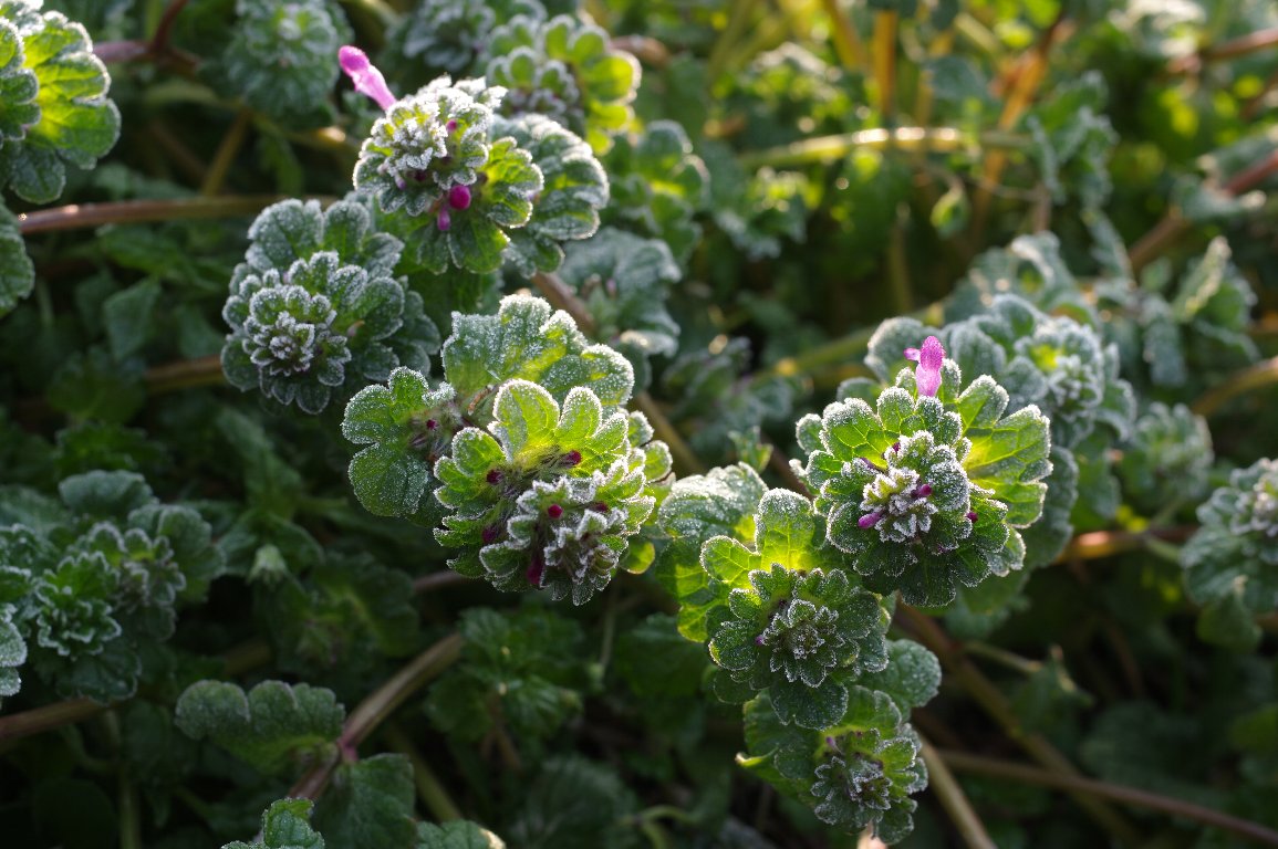 �z�g�P�m�U