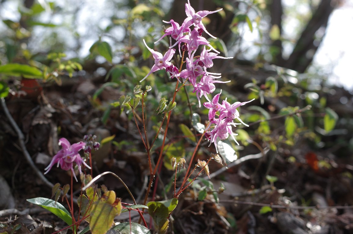 �g�L���C�J���\�E