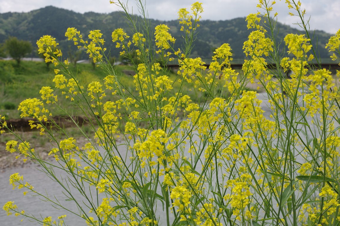 �Z�C���E�J���V�i