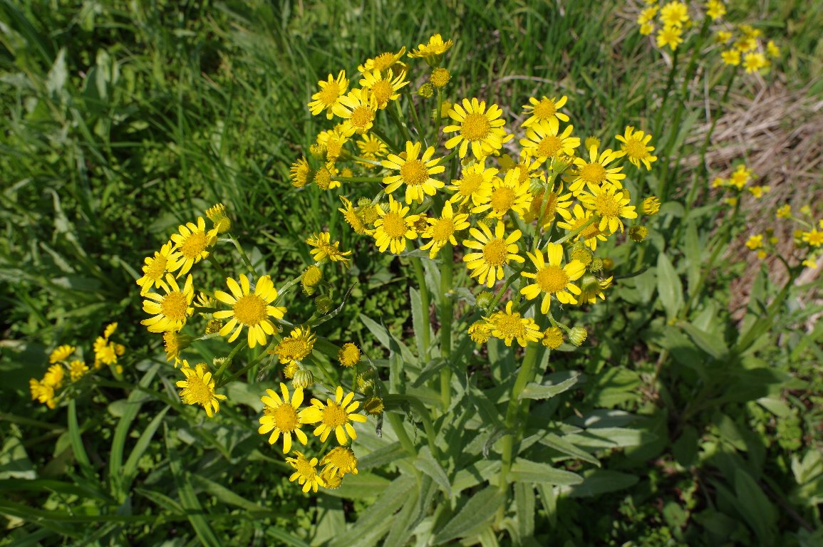 �T���I�O���}