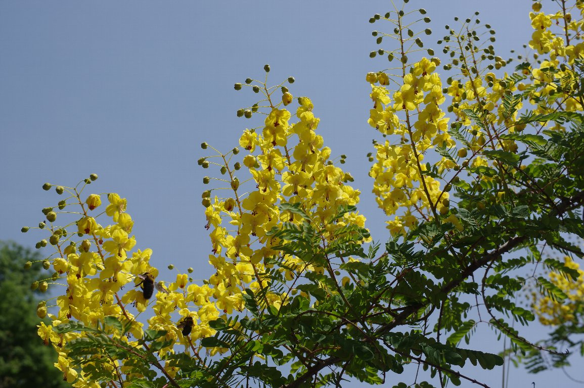 �W���P�c�C�o��