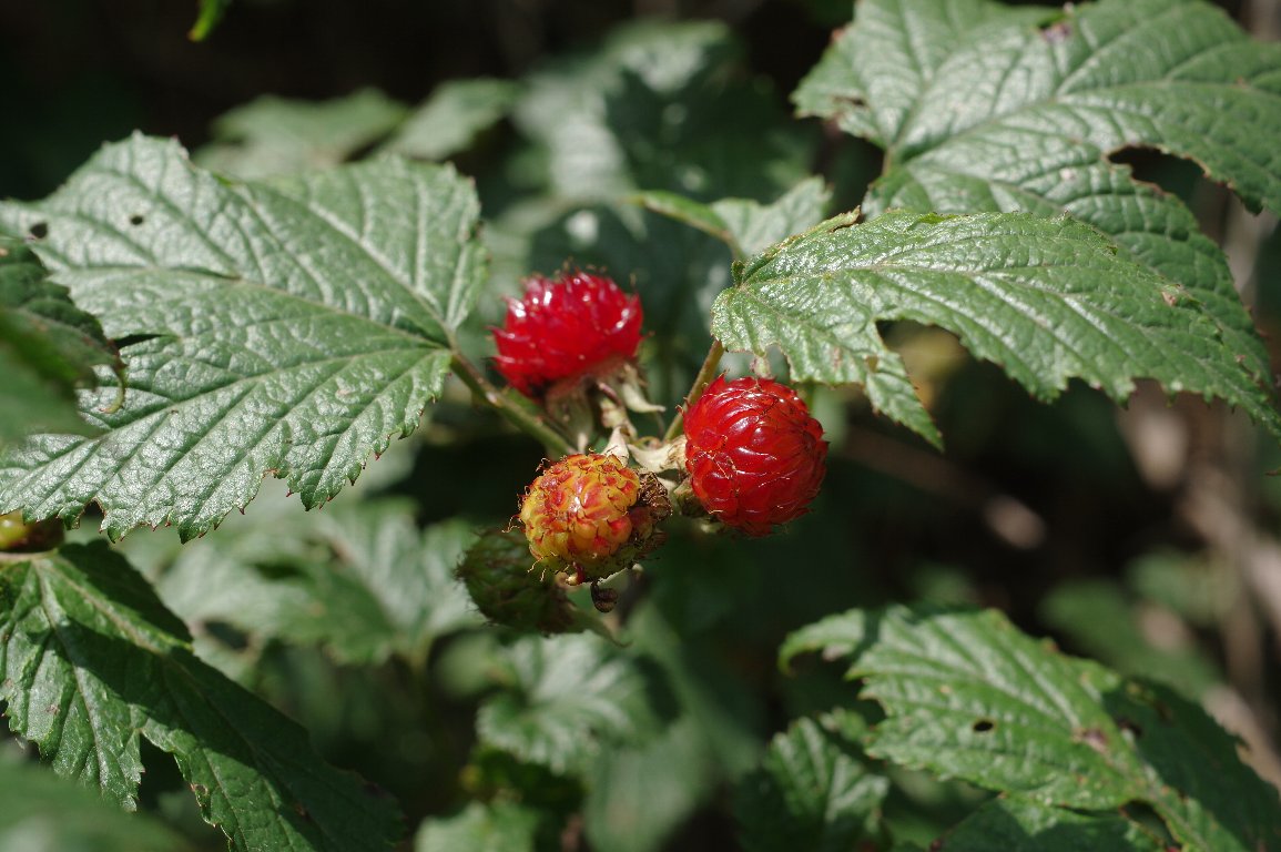 �N�}�C�`�S