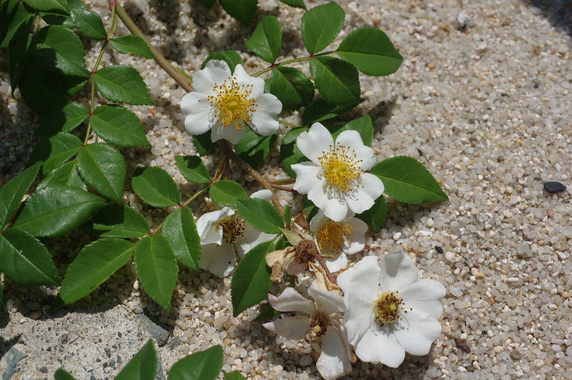 �e���n�m�C�o��