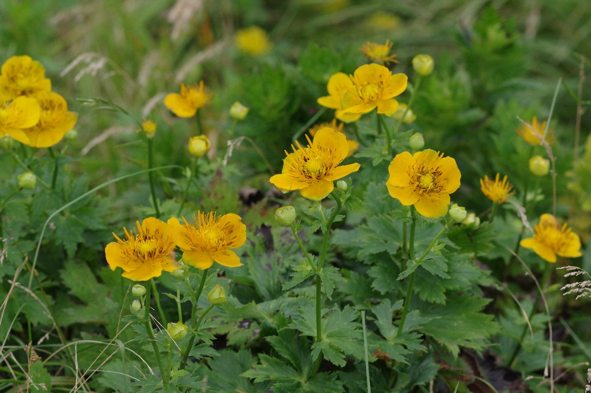 �L���o�C�\�E