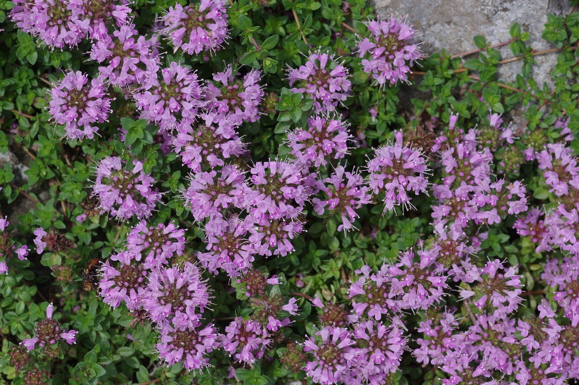 �C�u�L�W���R�E�\�E