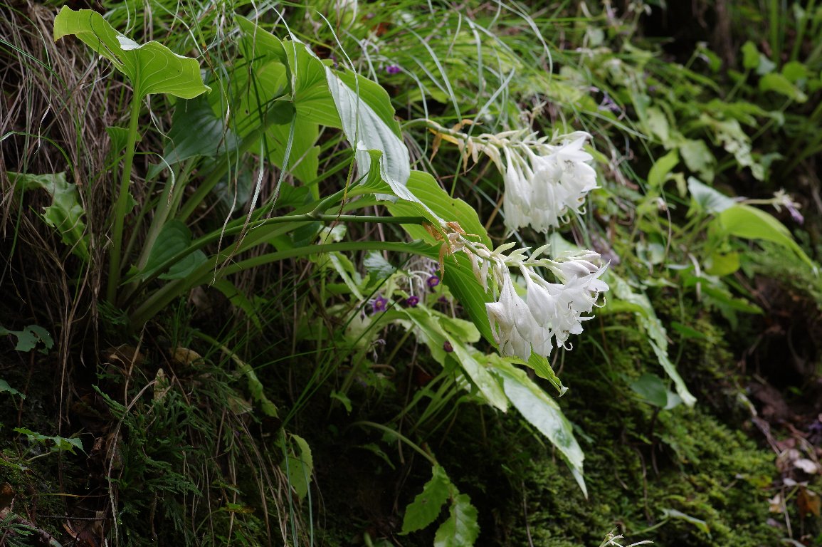 �E�i�Y�L�M�{�E�V