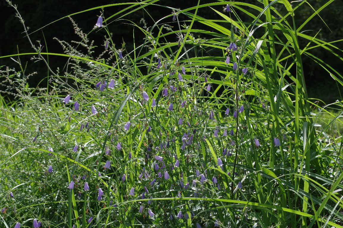 �c���K�l�j���W��