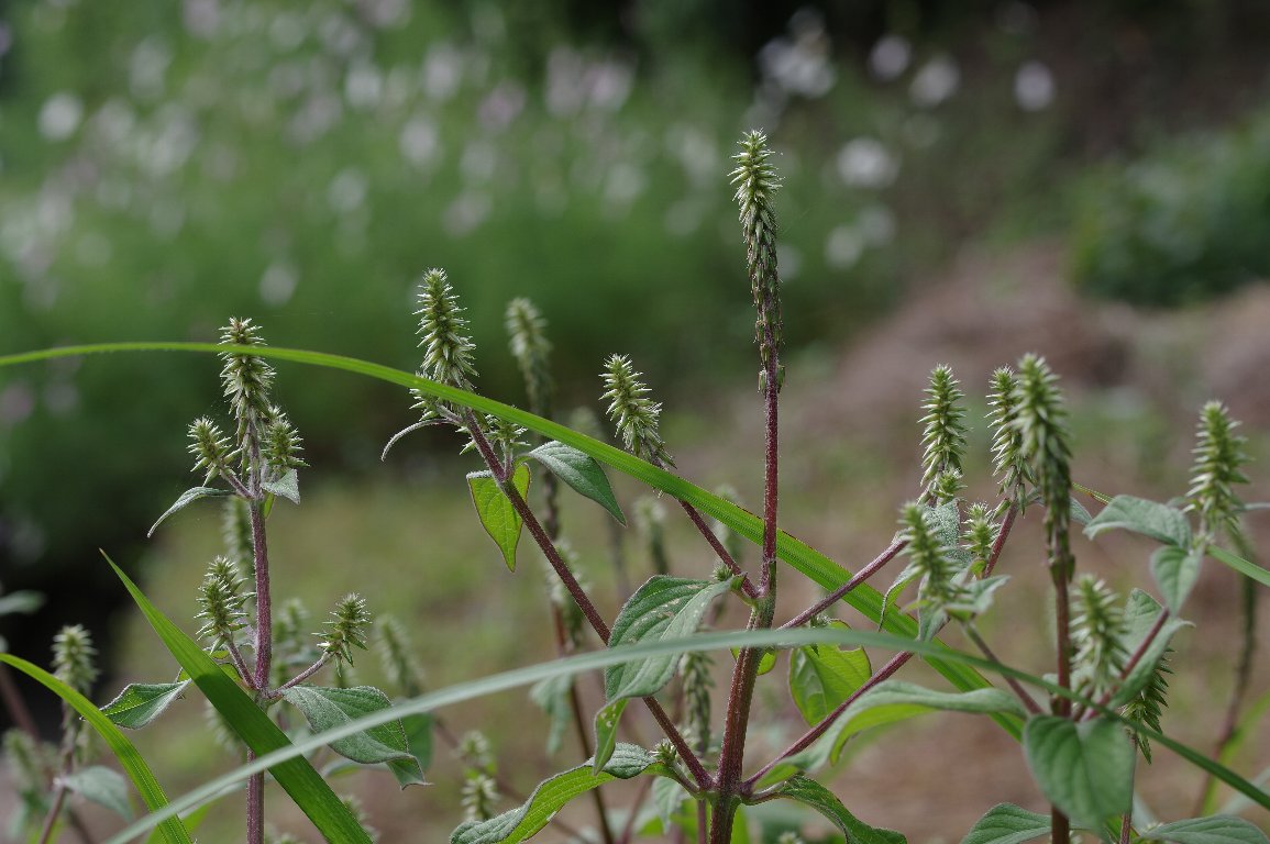 �q�i�^�C�m�R�d�`