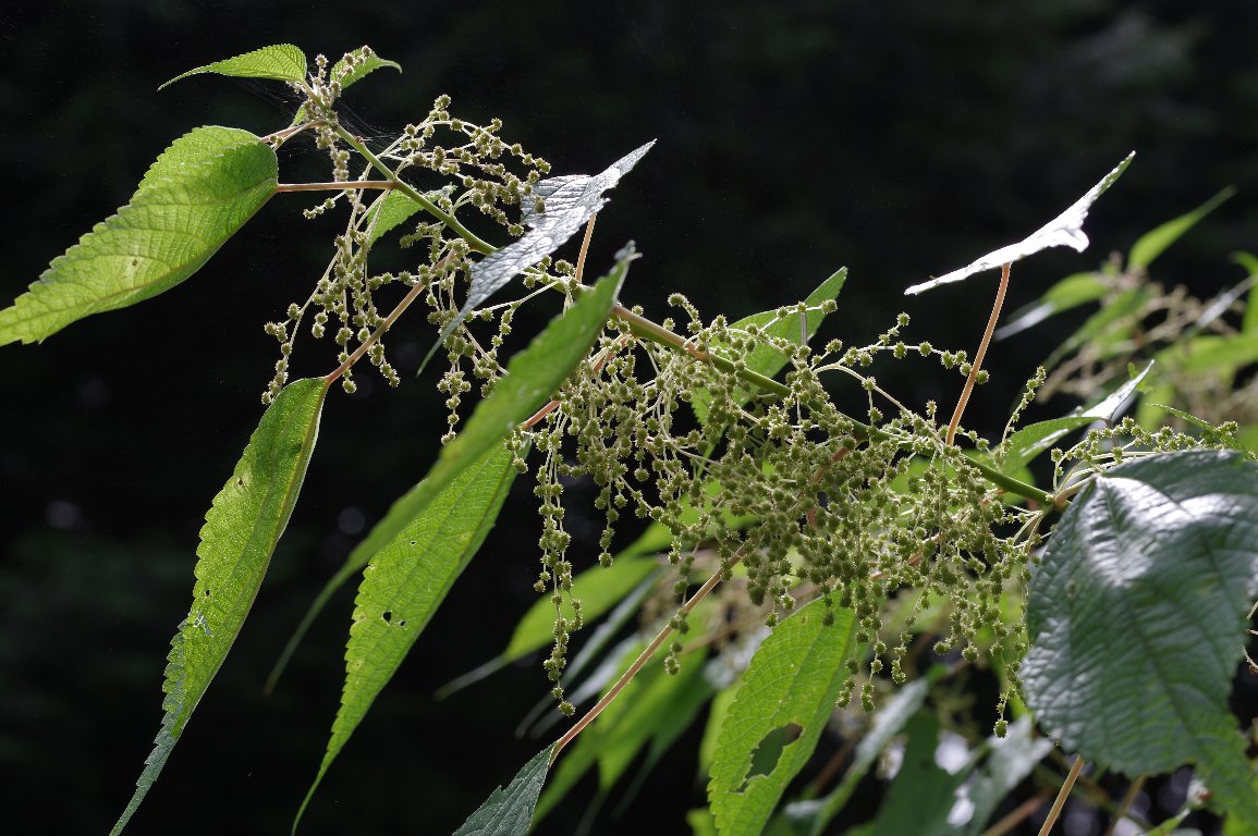 �J�����V