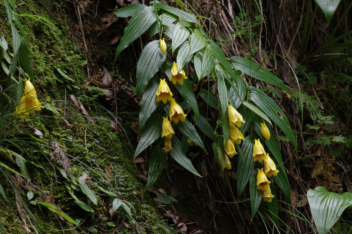 �L�C�W���E���E�z�g�g�M�X