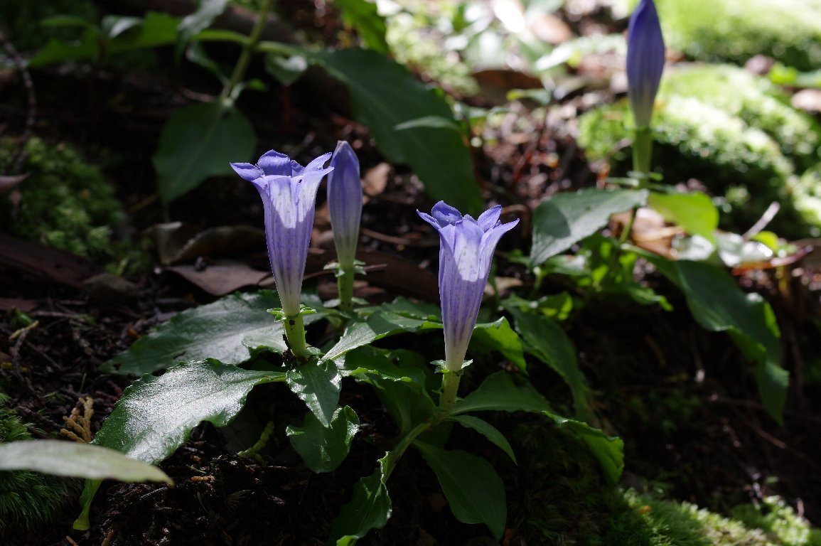 �A�T�}�����h�E