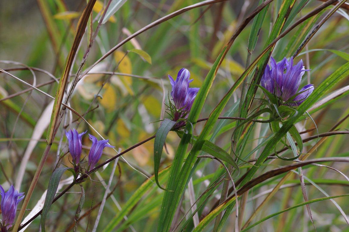 �����h�E