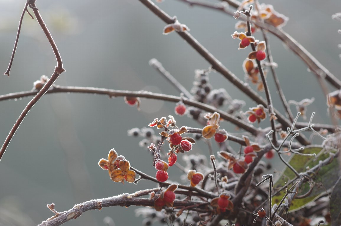 �c���E�����h�L