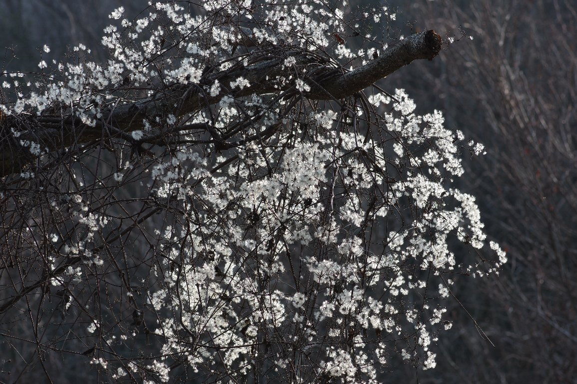 �{�^���d��