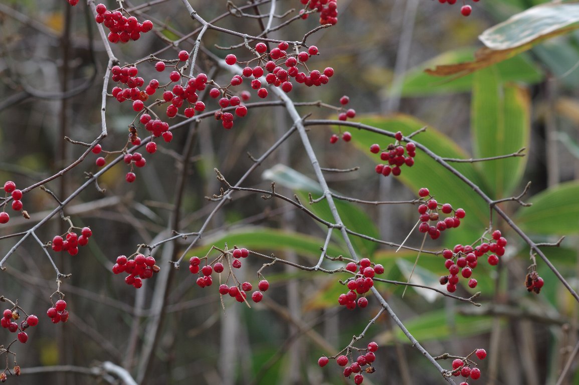 ミヤマガマズミ ミヤマガマズミ