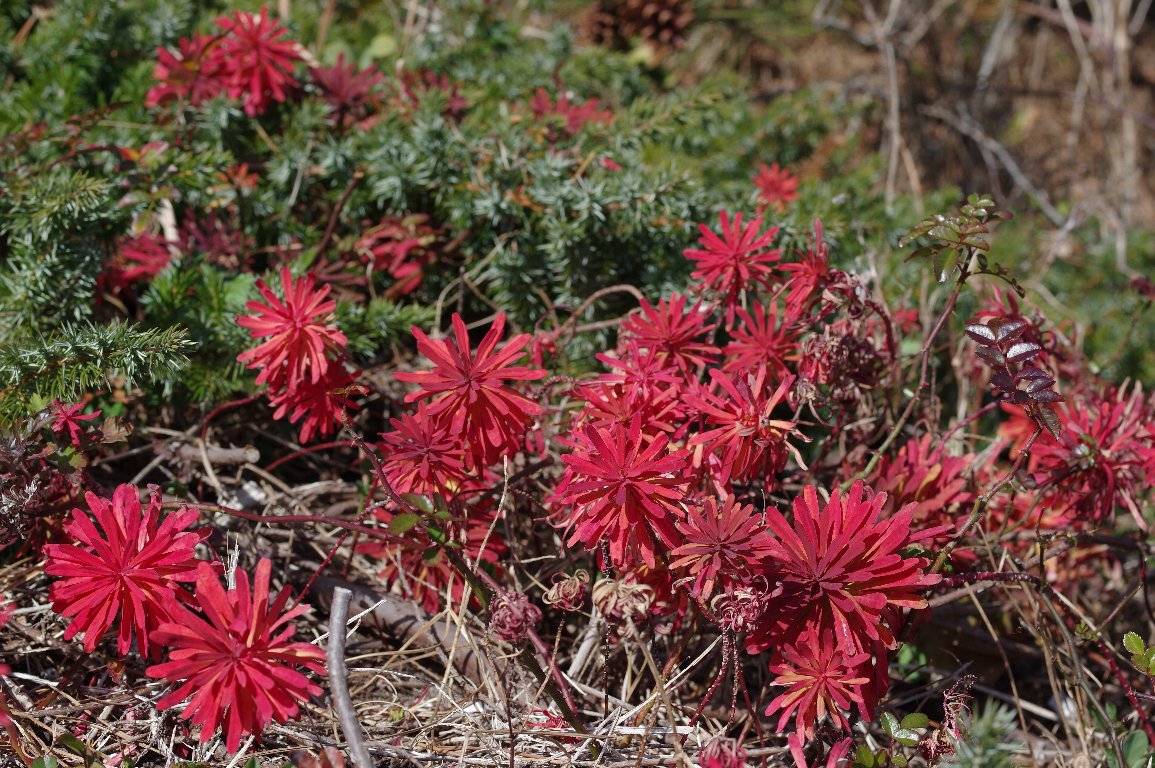 ハギクソウ ハギクソウ