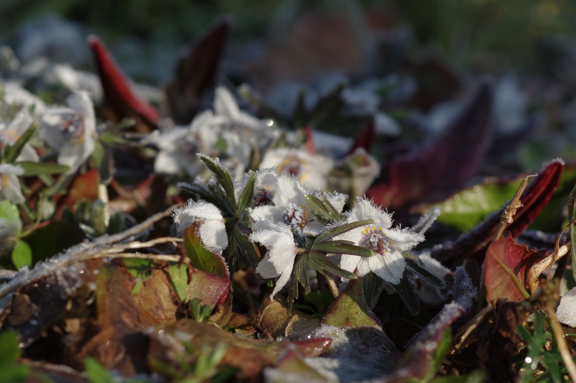 �Z�c�u���\�E