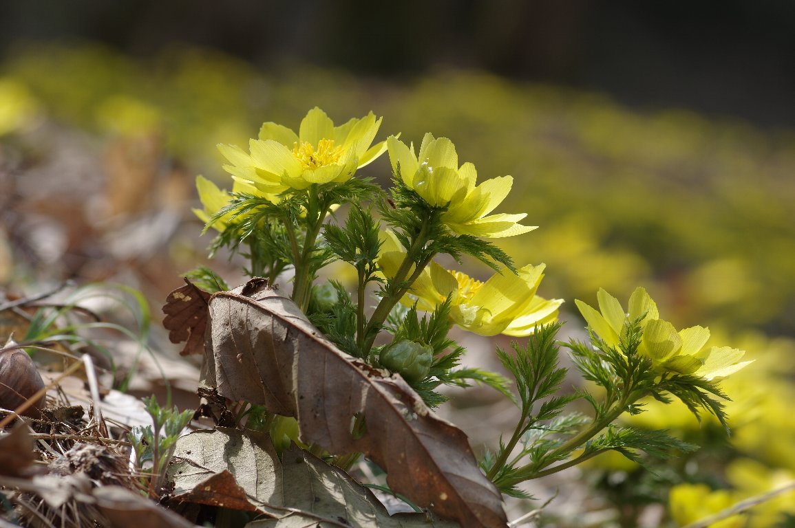 ミチノクフクジュソウ ミチノクフクジュソウ